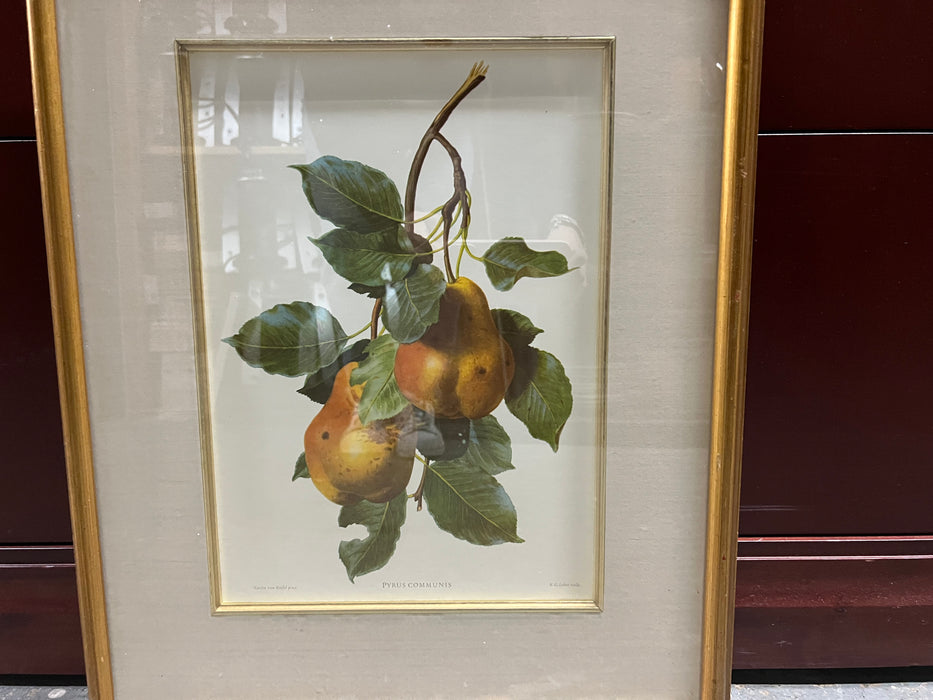 Branch of Pears Framed Art