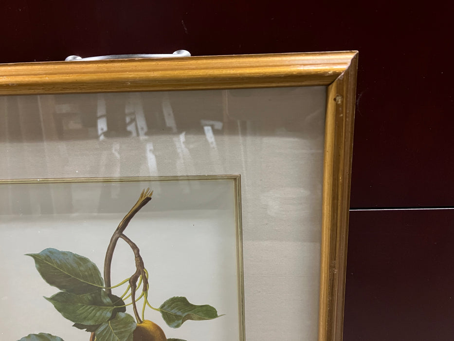 Branch of Pears Framed Art