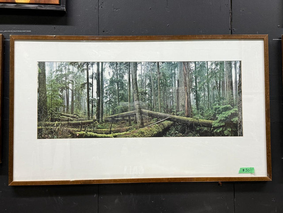 British Columbia Forest Print