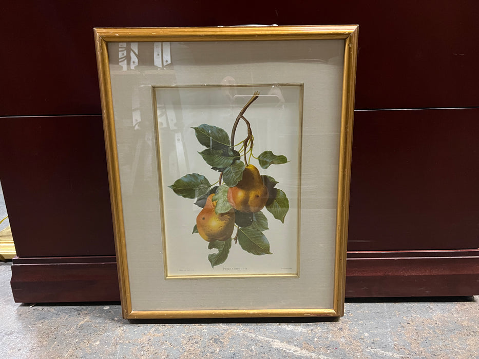 Branch of Pears Framed Art