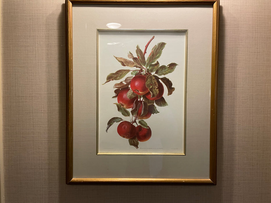 Branch of Apples framed art