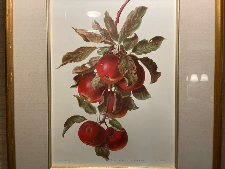 Branch of Apples framed art